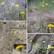 Image result for Agoseris major