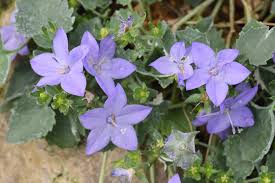 Image result for Campanula isophylla