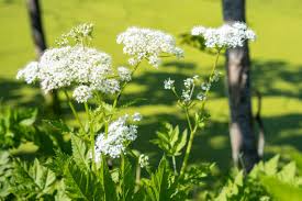 Attēlu rezultāti vaicājumam “Aegopodium podagraria flower”