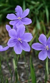 Attēlu rezultāti vaicājumam “Collaria arcyrionema young”