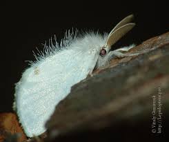 Attēlu rezultāti vaicājumam “Euproctis similis imago”