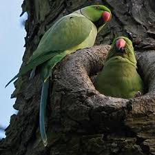 Image result for Psittacula krameri