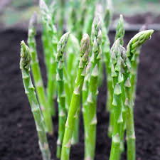 Attēlu rezultāti vaicājumam “Asparagus officinalis”