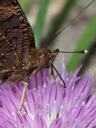 Attēlu rezultāti vaicājumam “Inachis io upperside”