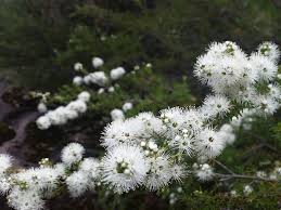 Attēlu rezultāti vaicājumam “Trichia ambigua”