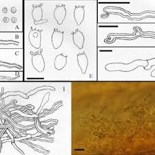 Attēlu rezultāti vaicājumam “Flaviporus citrinellus”