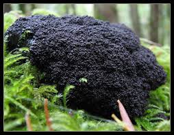 Attēlu rezultāti vaicājumam “Lindbladia tubulina spores”