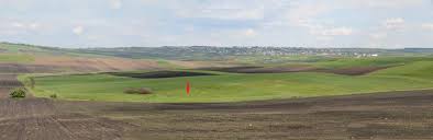 Attēlu rezultāti vaicājumam “Thesium ebracteatum”