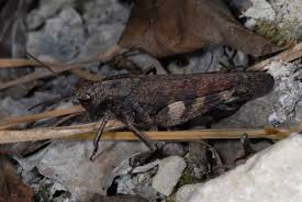 Attēlu rezultāti vaicājumam “Psophus stridulus”