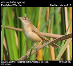 Image result for Acrocephalus agricola