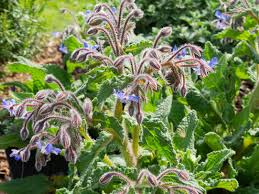 Image result for Borretsch