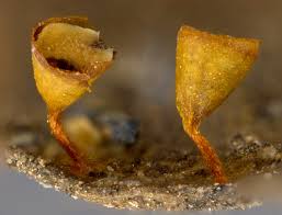 Attēlu rezultāti vaicājumam “Craterium minutum macro”