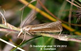 Attēlu rezultāti vaicājumam “Agriphila tristella”