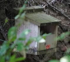 Attēlu rezultāti vaicājumam “Motacilla alba nest”