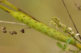 Attēlu rezultāti vaicājumam “Lacanobia contigua”