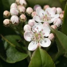 Attēlu rezultāti vaicājumam “Aronia melanocarpa flower”