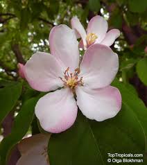 Attēlu rezultāti vaicājumam “Cydonia oblonga flower”