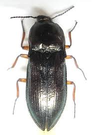 Attēlu rezultāti vaicājumam “Selatosomus aeneus”