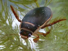 Attēlu rezultāti vaicājumam “Dytiscus marginalis”