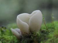 Attēlu rezultāti vaicājumam “Otidea onotica”