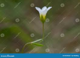 Attēlu rezultāti vaicājumam “Linum catharticum fruit”