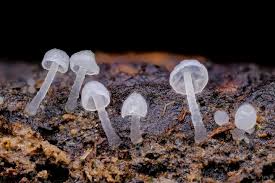 Attēlu rezultāti vaicājumam “Delicatula integrella”