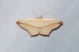 Attēlu rezultāti vaicājumam “Timandra comae”