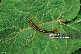 Attēlu rezultāti vaicājumam “Malacosoma castrensis”