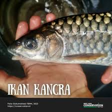 Image result for ikan