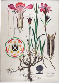 Image result for Steinnelke