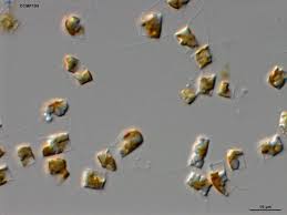 Attēlu rezultāti vaicājumam “Lophocolea minor macro”