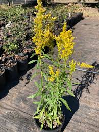 Attēlu rezultāti vaicājumam “Solidago canadensis”