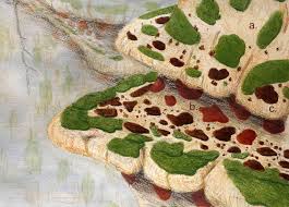 Attēlu rezultāti vaicājumam “Hildenbrandia rivularis”