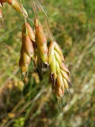 Attēlu rezultāti vaicājumam “Bromus secalinus”
