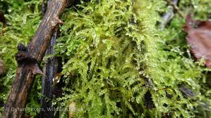 Attēlu rezultāti vaicājumam “Brachythecium rutabulum”