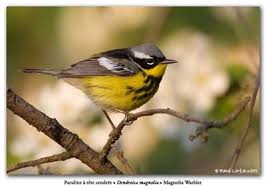 Image result for Dendroica magnolia