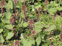 Attēlu rezultāti vaicājumam “Petasites hybridus”