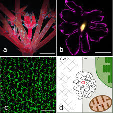 Attēlu rezultāti vaicājumam “Chara rudis”