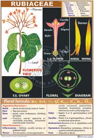 Attēlu rezultāti vaicājumam “Rubiaceae”