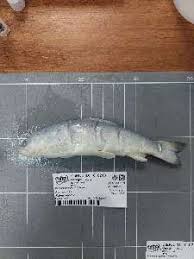 Image result for Salmo zrmanjaensis