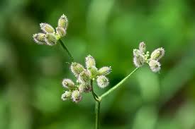 Attēlu rezultāti vaicājumam “Torilis japonica fruit”