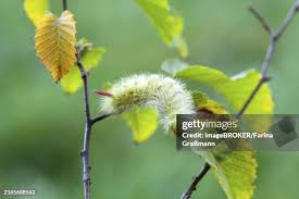 Attēlu rezultāti vaicājumam “Calliteara pudibunda larva”