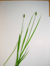 Attēlu rezultāti vaicājumam “Carex digitata leaf”