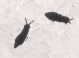 Attēlu rezultāti vaicājumam “Hypogastrura sp.”