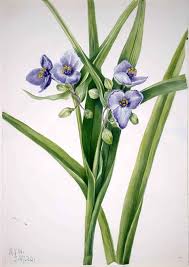 Attēlu rezultāti vaicājumam “Tradescantia virginiana”