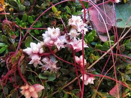 Attēlu rezultāti vaicājumam “Cuscuta epithymum subsp. trifolii flower”