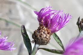 Attēlu rezultāti vaicājumam “Centaurea jacea”