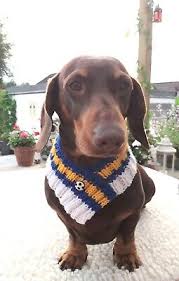 Image result for Leeds Mad Dogs