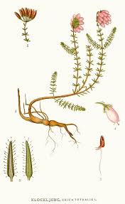 Attēlu rezultāti vaicājumam “Erica tetralix”