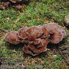 Attēlu rezultāti vaicājumam “Phellodon tomentosus”